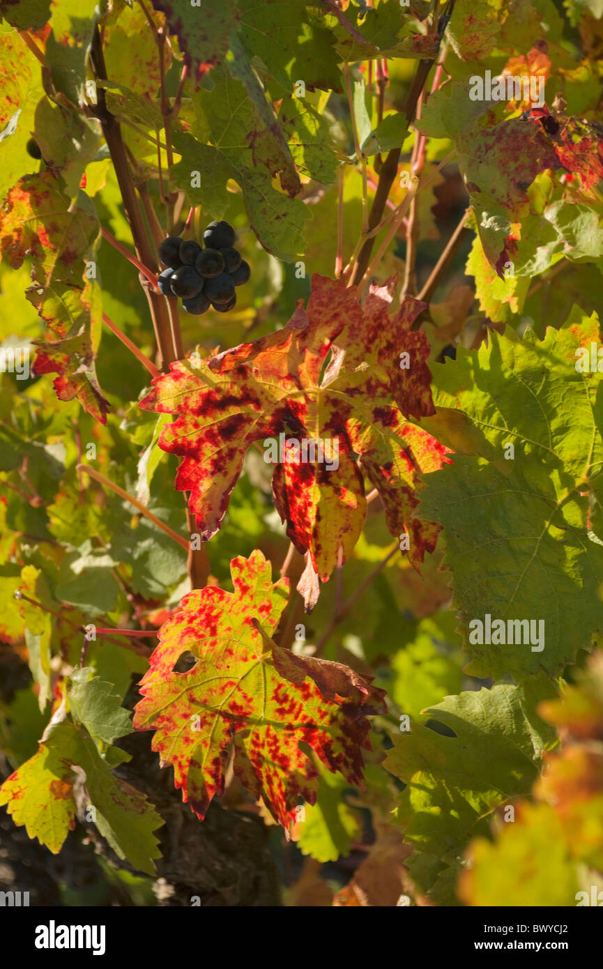 Vineleaves, Herbstes Farben im französischen Weinberg Stockfoto