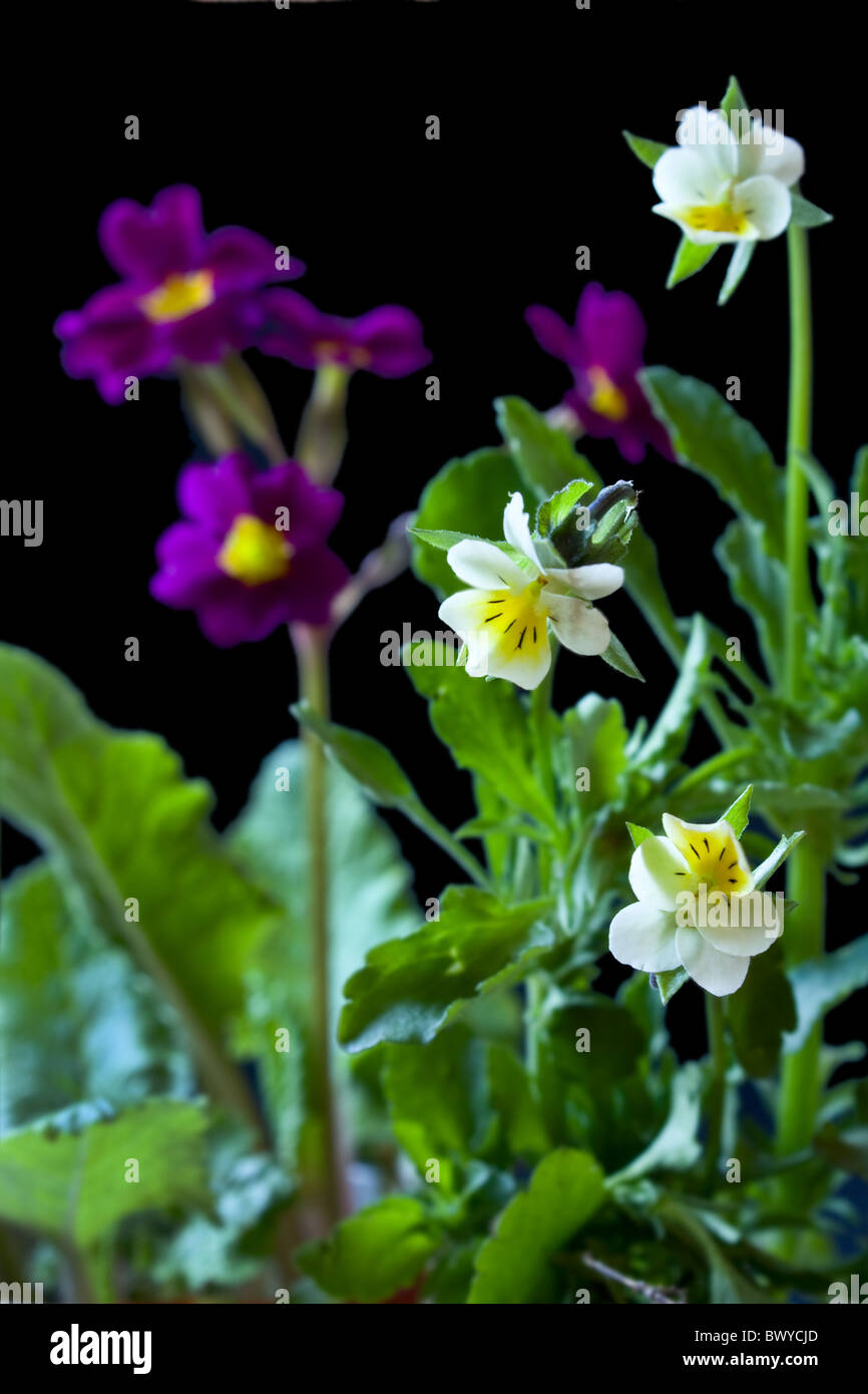 Blumen-Primeln und Stiefmütterchen auf schwarzem Hintergrund Stockfoto