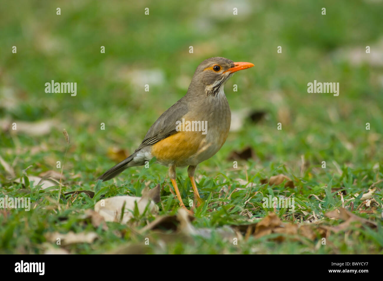 Kurrichane Soor Turdus Libonyana Krüger Nationalpark in Südafrika Stockfoto