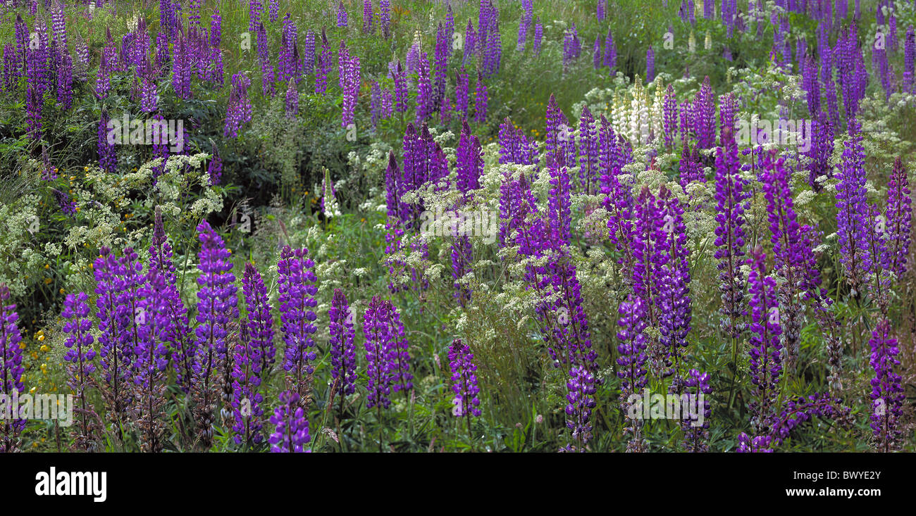 Blute Lila Bluhen Lupinen Bluhen Wiesen Schafgarbe Blumen Bluten