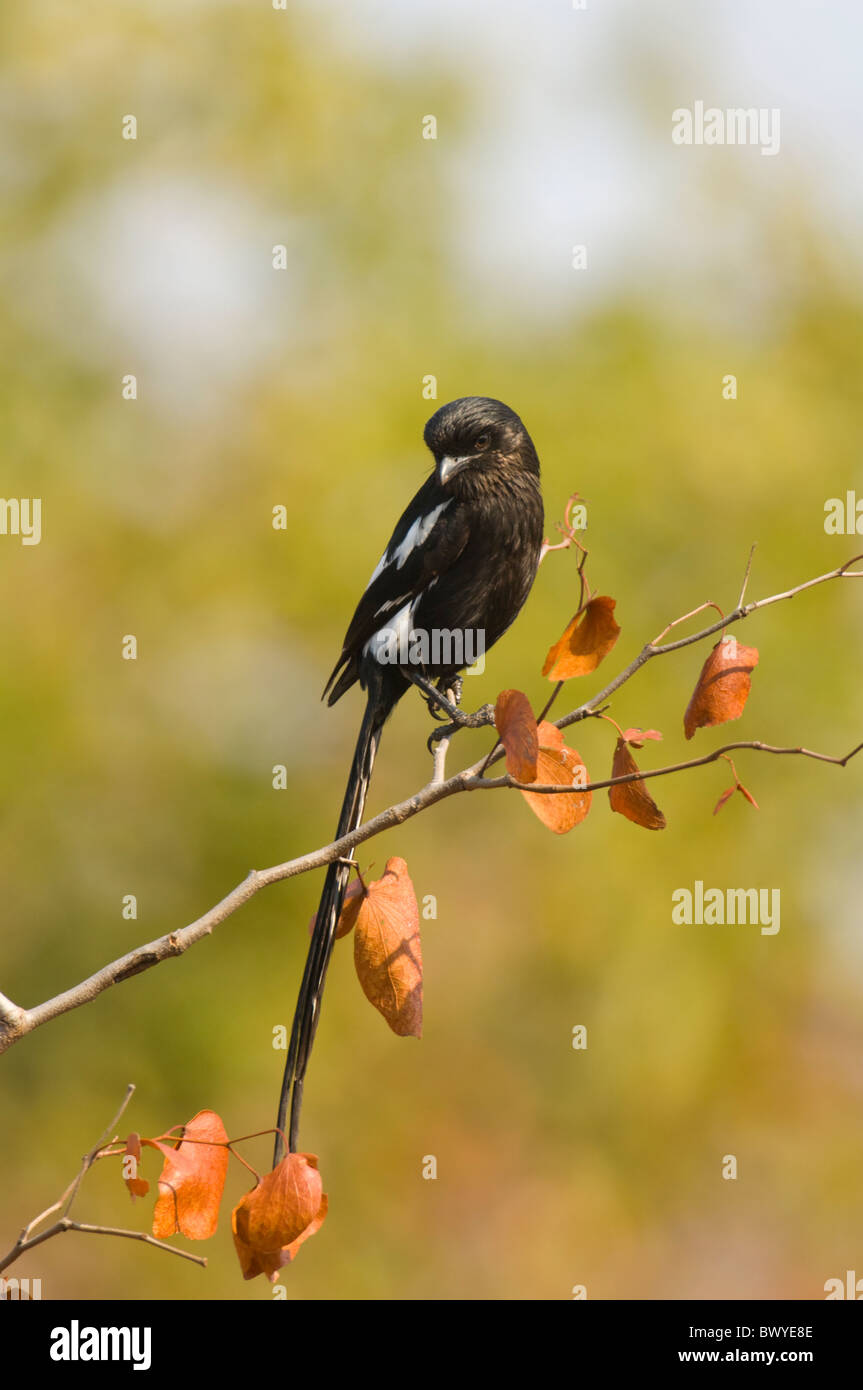 Elster Shrike Corvinella Melanoleuca Krüger Nationalpark in Südafrika Stockfoto