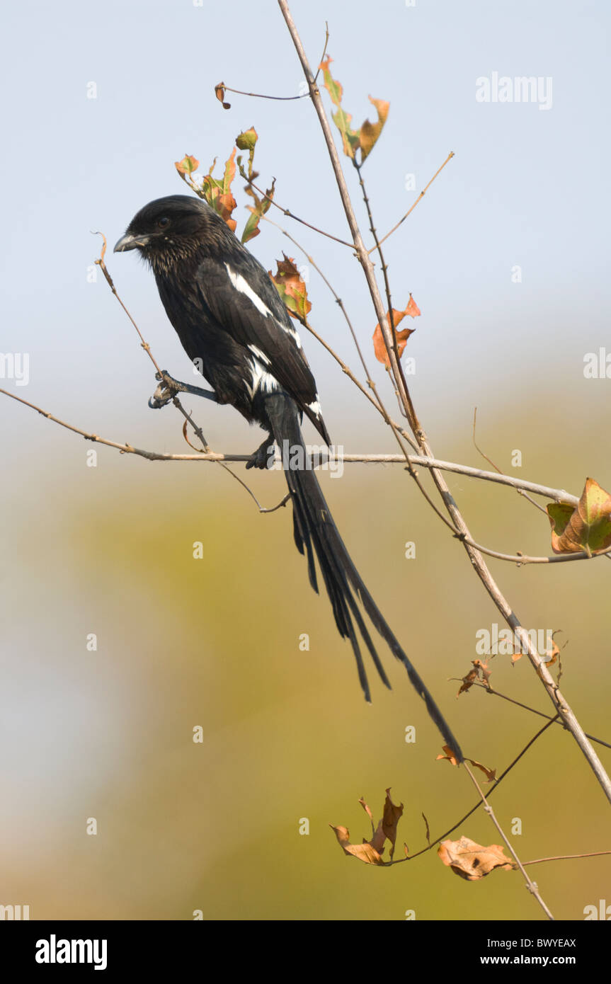 Elster Shrike Corvinella Melanoleuca Krüger Nationalpark in Südafrika Stockfoto
