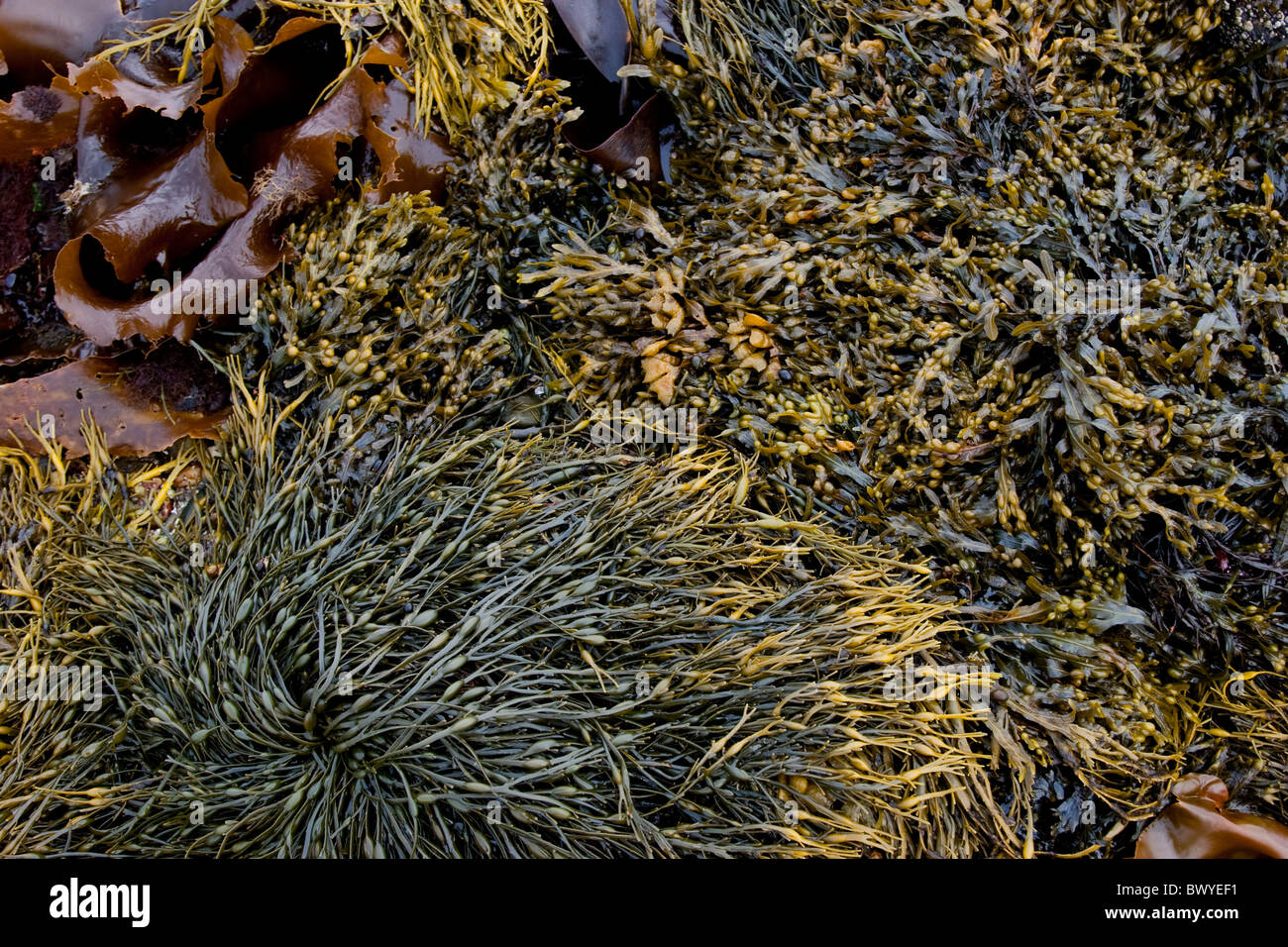 Algen in der Nähe, Hintergrund Stockfoto