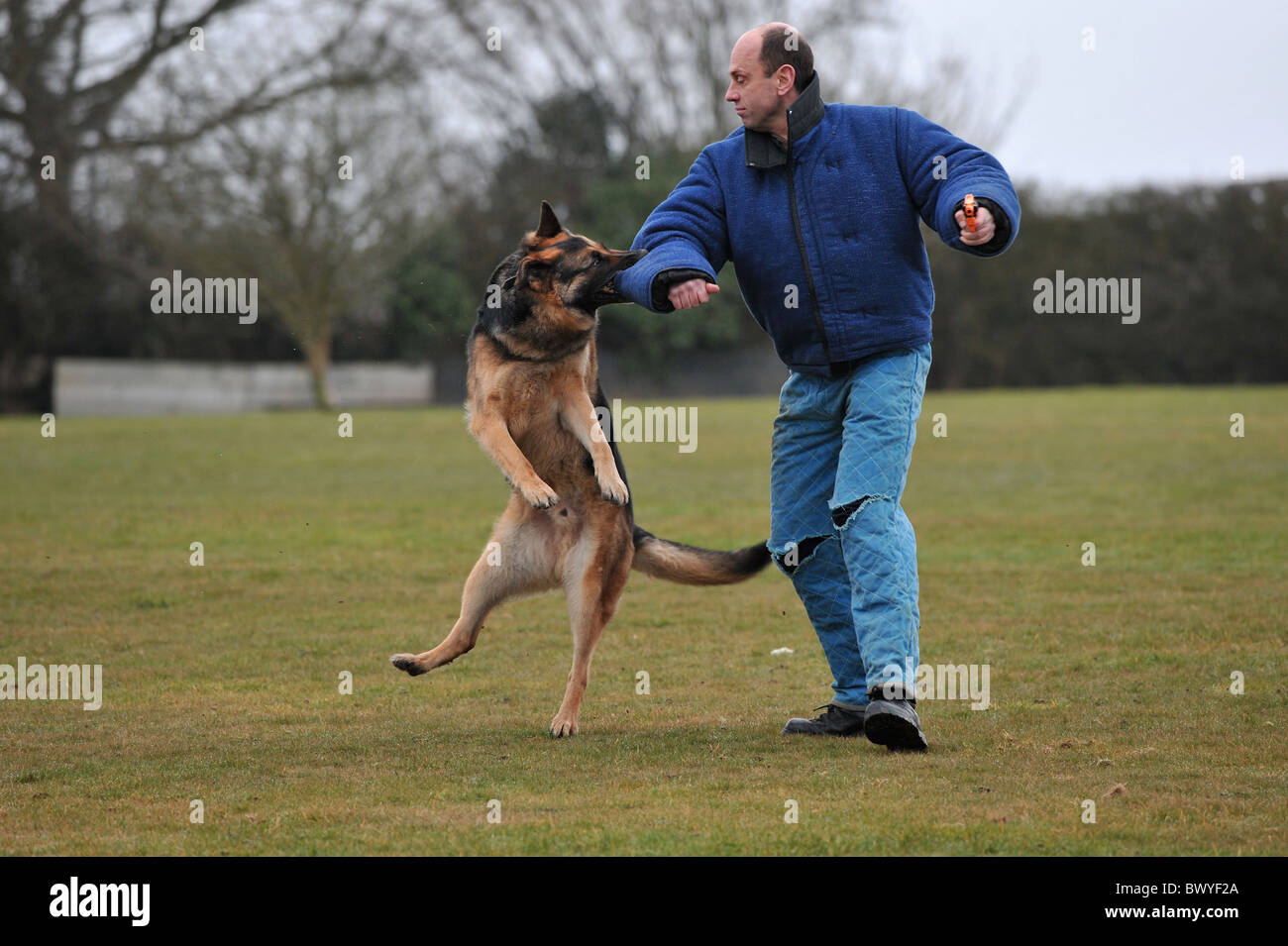 Polizeihund attackiert einen Verbrecher mit einer Pistole Stockfoto