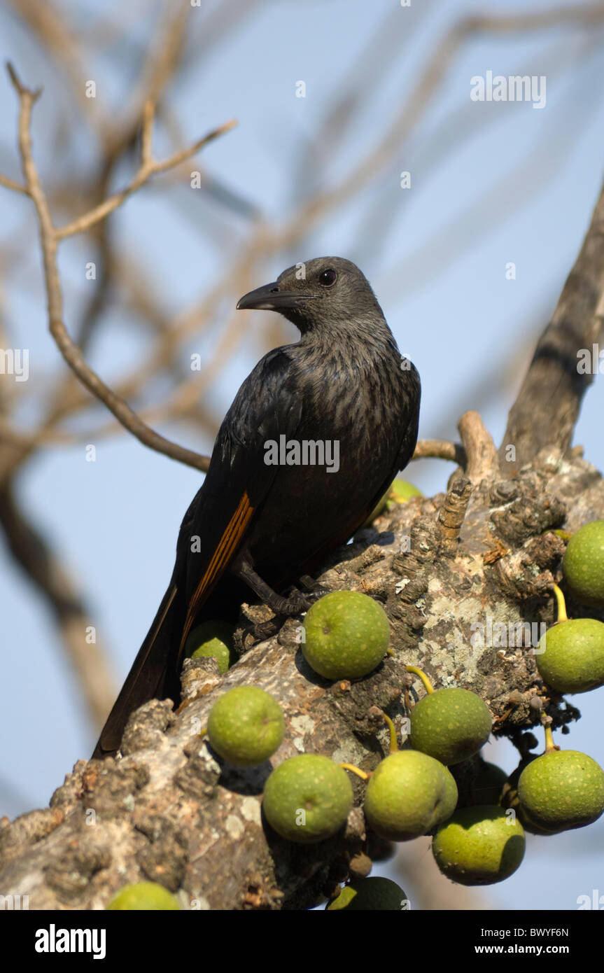 Red-Winged Starling Onychognathus Morio Krüger Nationalpark in Südafrika Stockfoto