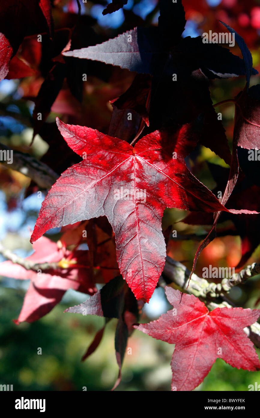 Liquidamber Styraciflua Herbst Stockfotos und bilder Kaufen Alamy