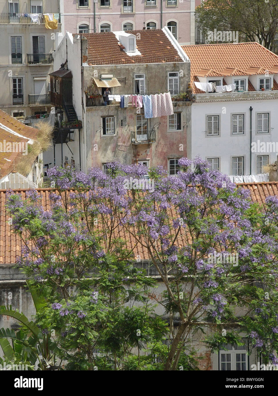 Bäume blühen Fassaden Häuser Häuser lila Natur Portugal Stadt Stadt Lissabon Stockfoto