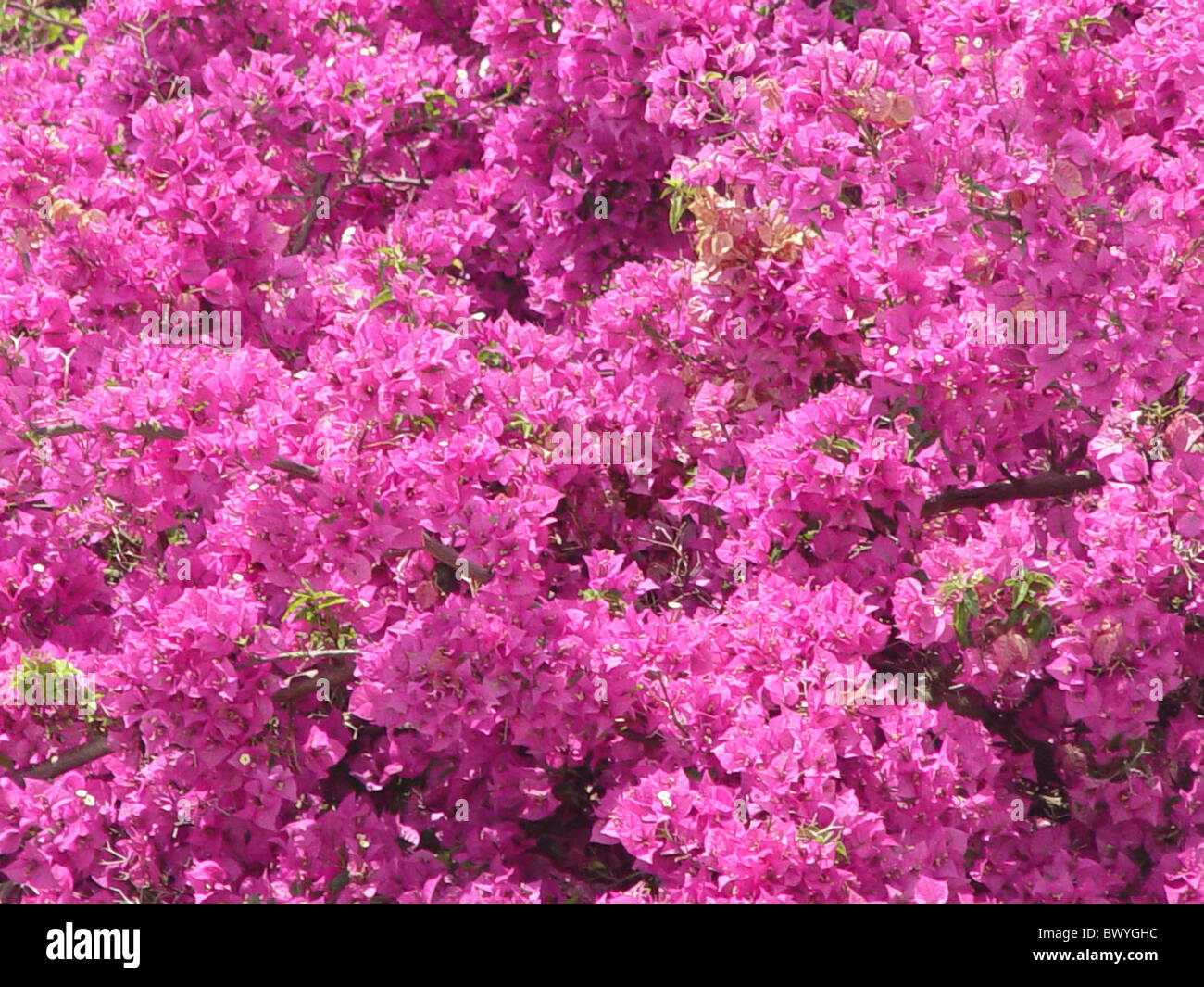 Blüte Blüten blüht rosa lila Pflanzen Stockfoto