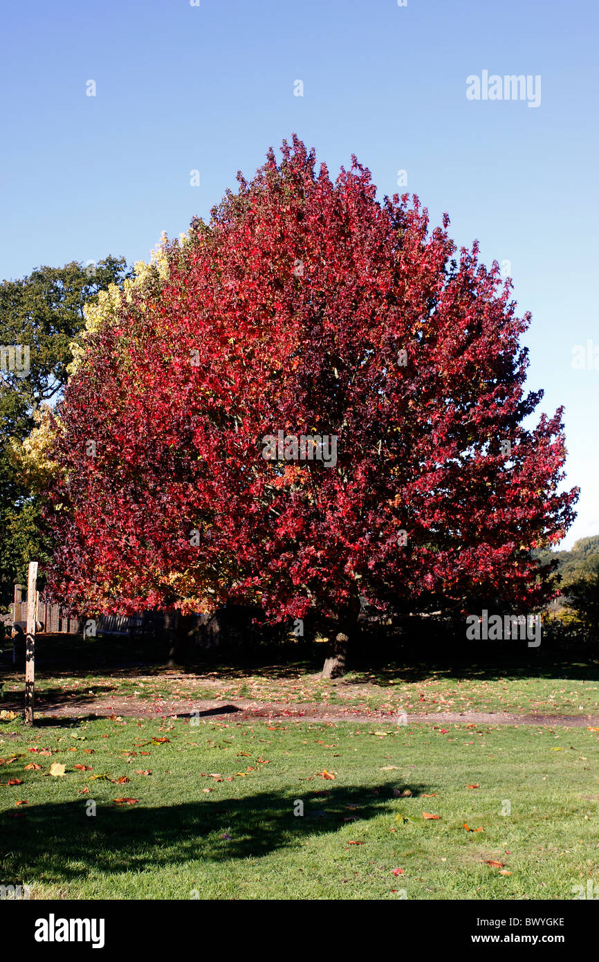 Liquidamber styraciflua herbst Fotos und Bildmaterial in hoher
