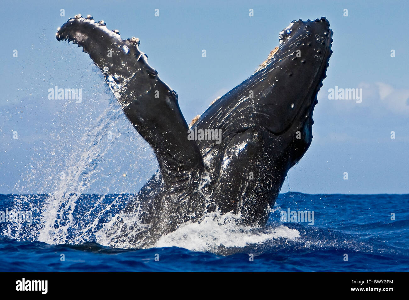 Buckelwal, Impressionen Novaeangliae, Verletzung, Hawaii, USA, Pazifik Stockfoto