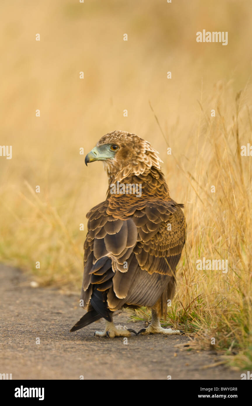 Bateleur Terathopius Ecaudatus Krüger Nationalpark in Südafrika Stockfoto