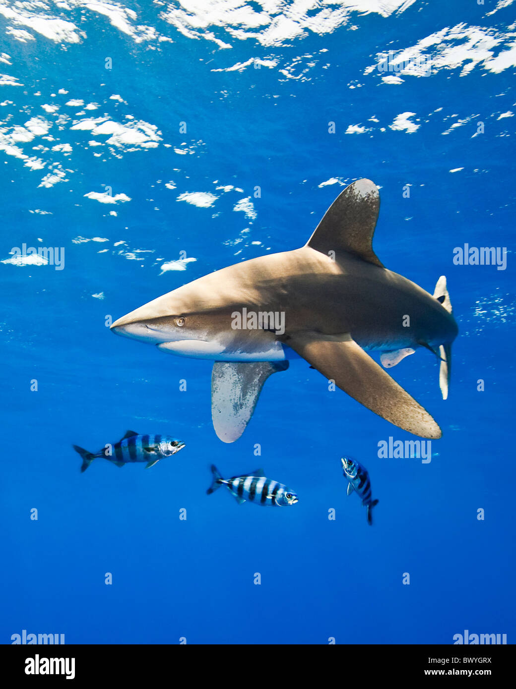 ozeanische Weißspitzen Hai, Carcharhinus Longimanus, mit Pilot Fisch, Naucrates Fortschreitens, Kona Coast, Big Island, Hawaii, USA, Pazifik Stockfoto