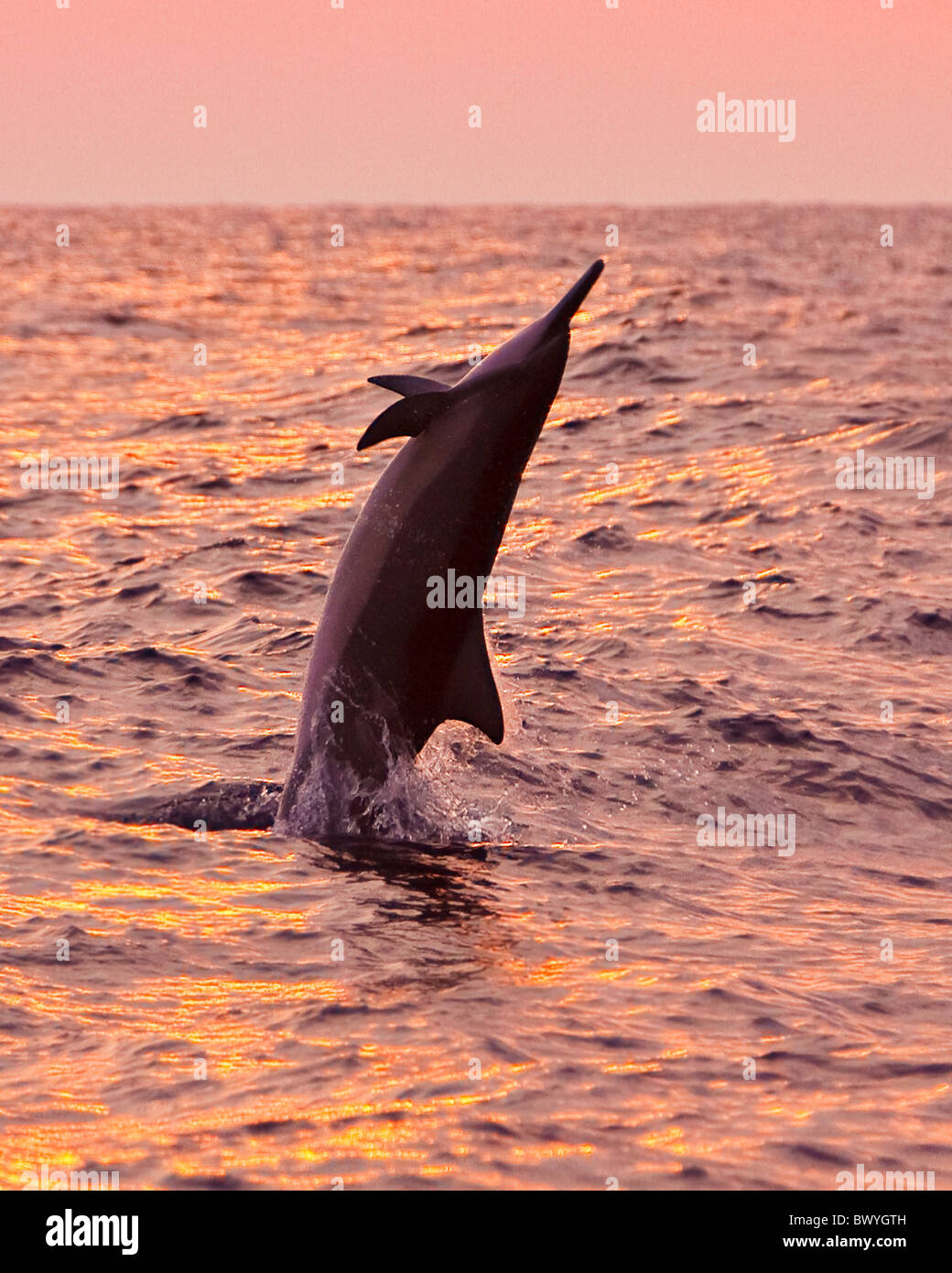 Hawaiian Spinner Delphin, Stenella Longirostris Longirostris, springen bei Sonnenuntergang aus Kona Coast, Big Island, Hawaii, USA, Pazifik Stockfoto