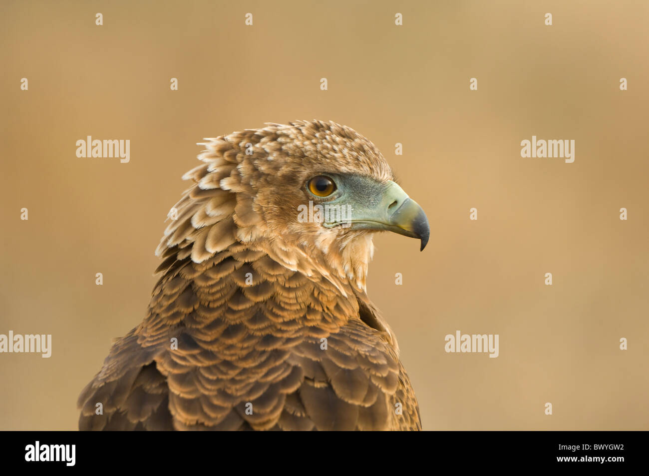 Bateleur Terathopius Ecaudatus Krüger Nationalpark in Südafrika Stockfoto