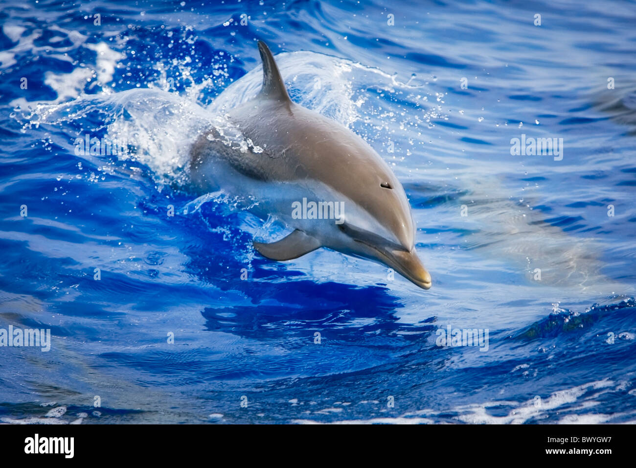 pantropisch gesichtet, Delphin, Stenella Attenuata, Baby springen, Kona Coast, Big Island, Hawaii, USA, Pazifik Stockfoto