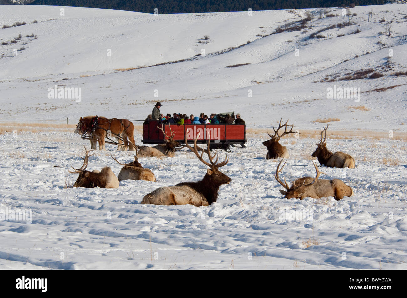 USA, Wyoming, Jackson Hole. Am National Elk Refuge im Winter. Pferdeschlitten fahren in Elk Herde. Stockfoto