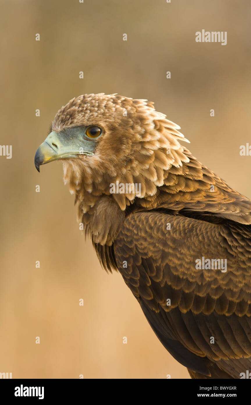 Bateleur Terathopius Ecaudatus Krüger Nationalpark in Südafrika Stockfoto
