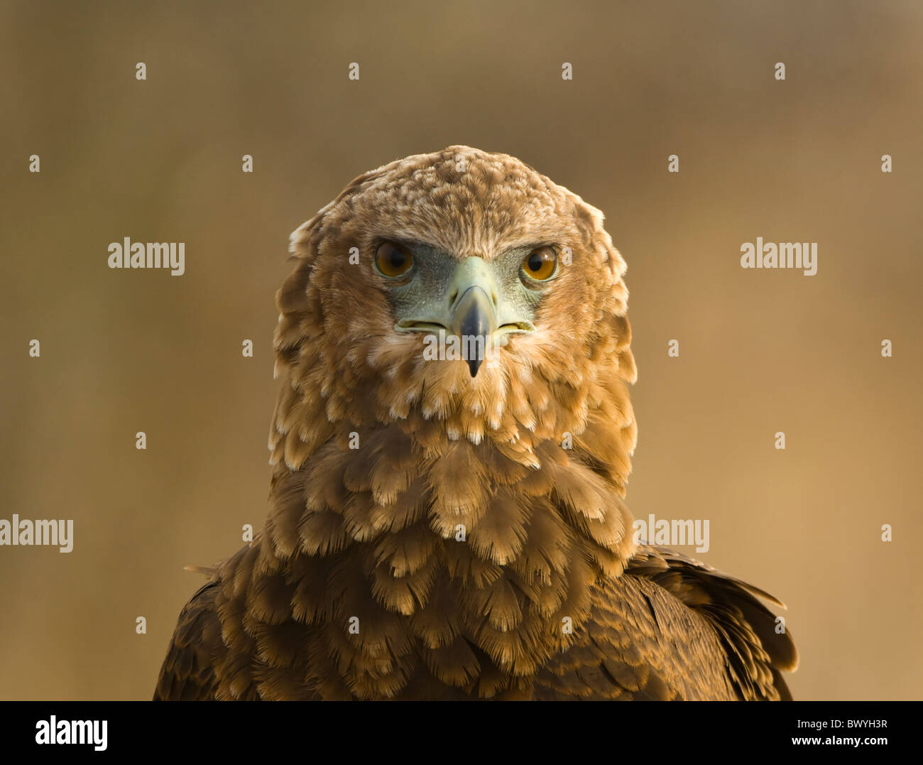 Bateleur Terathopius Ecaudatus Krüger Nationalpark in Südafrika Stockfoto
