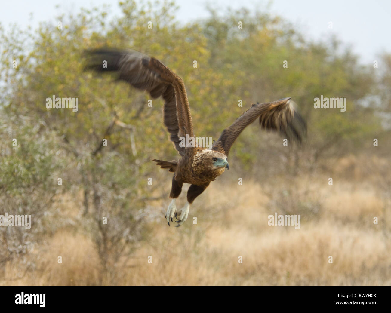 Bateleur Terathopius Ecaudatus Krüger Nationalpark in Südafrika Stockfoto