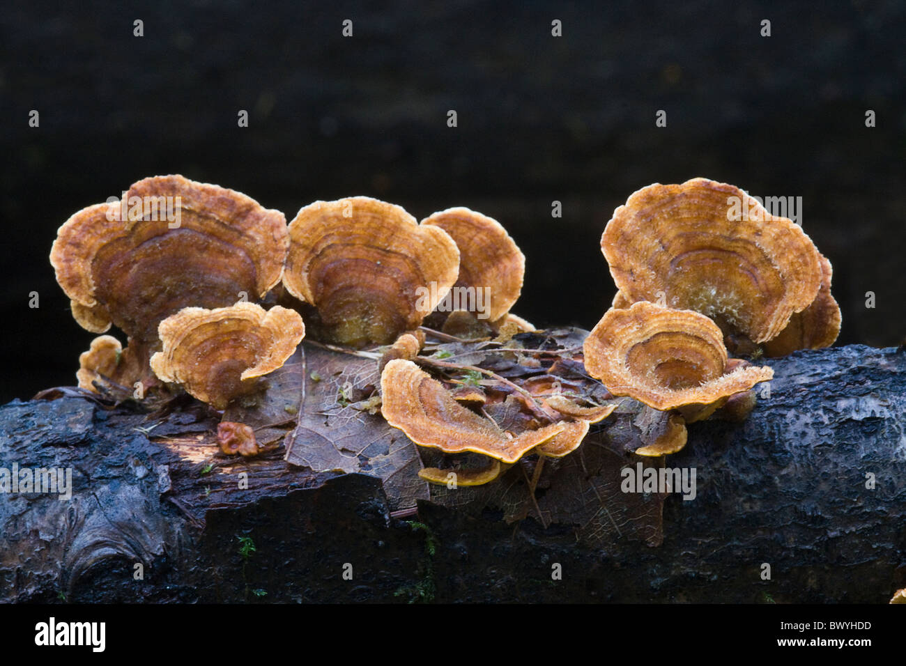 Klammer-Pilz (Stereum Subtomentosum) Stockfoto