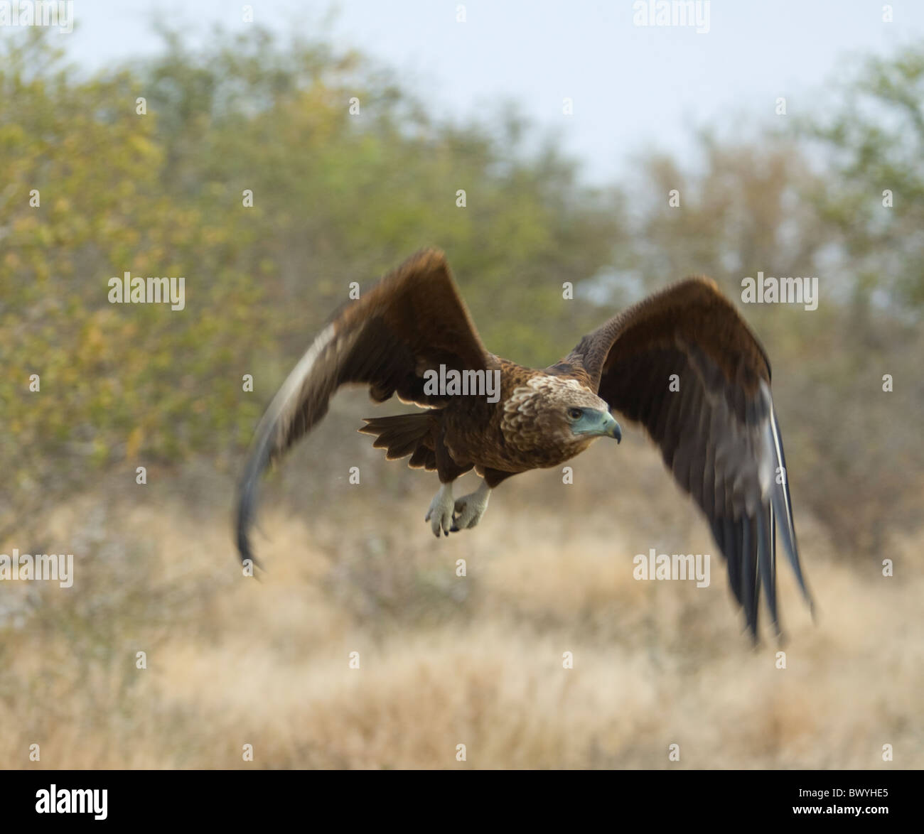 Bateleur Terathopius Ecaudatus Krüger Nationalpark in Südafrika Stockfoto