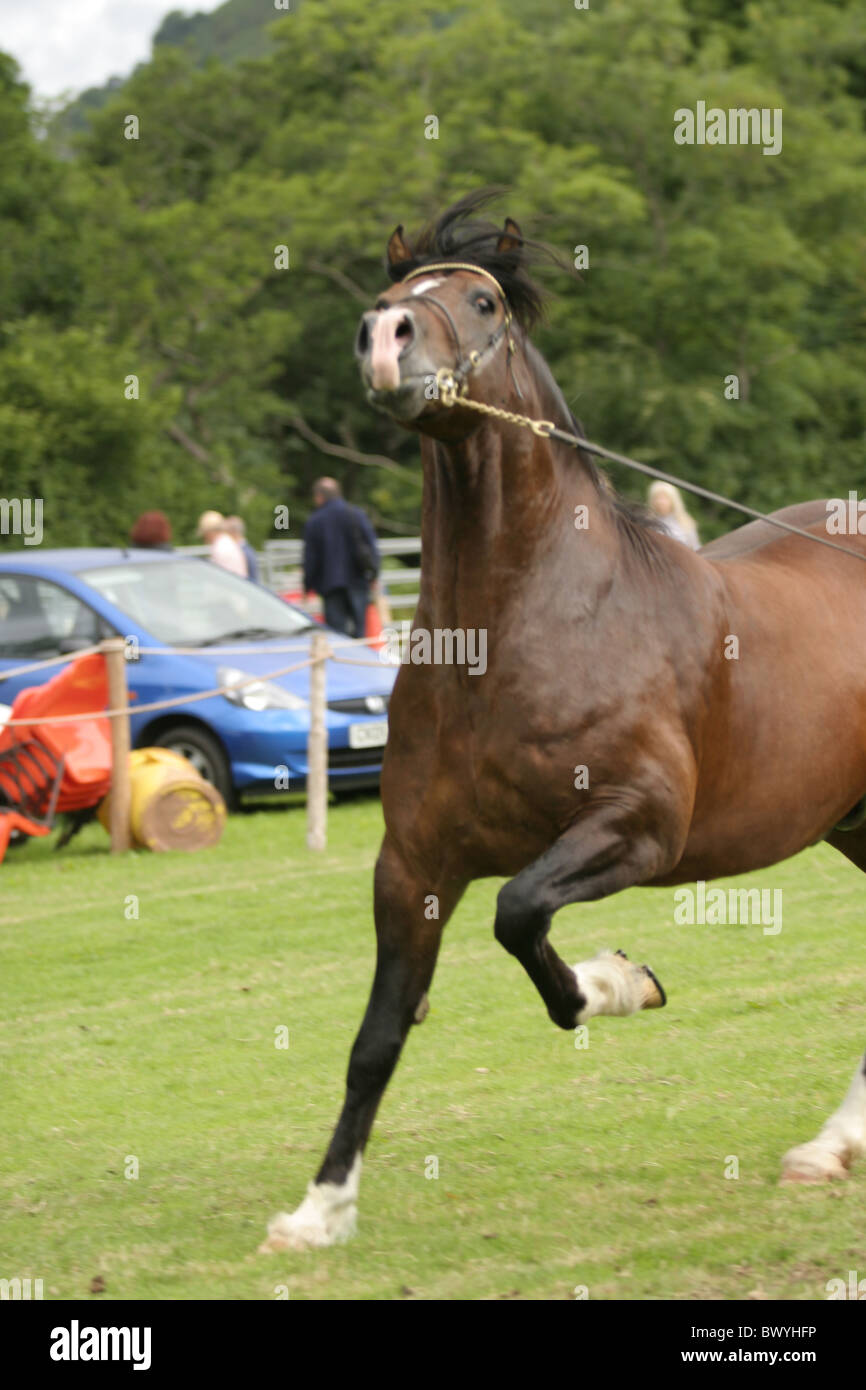 Abschnitt D Welsh Cob Champion bei Llanthony Show, Wales 2010 Stockfoto