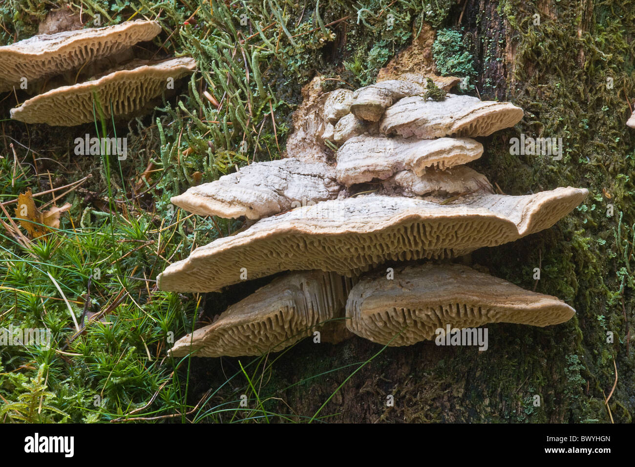 Halterung Pilz bekannt als Daedaelea Quercina (Eichen-Mazegill) Stockfoto