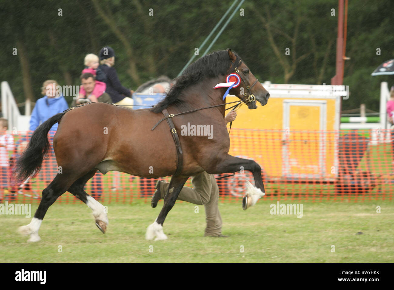 Abschnitt D Welsh Cob Champion bei Llanthony Show, Wales 2010 Stockfoto