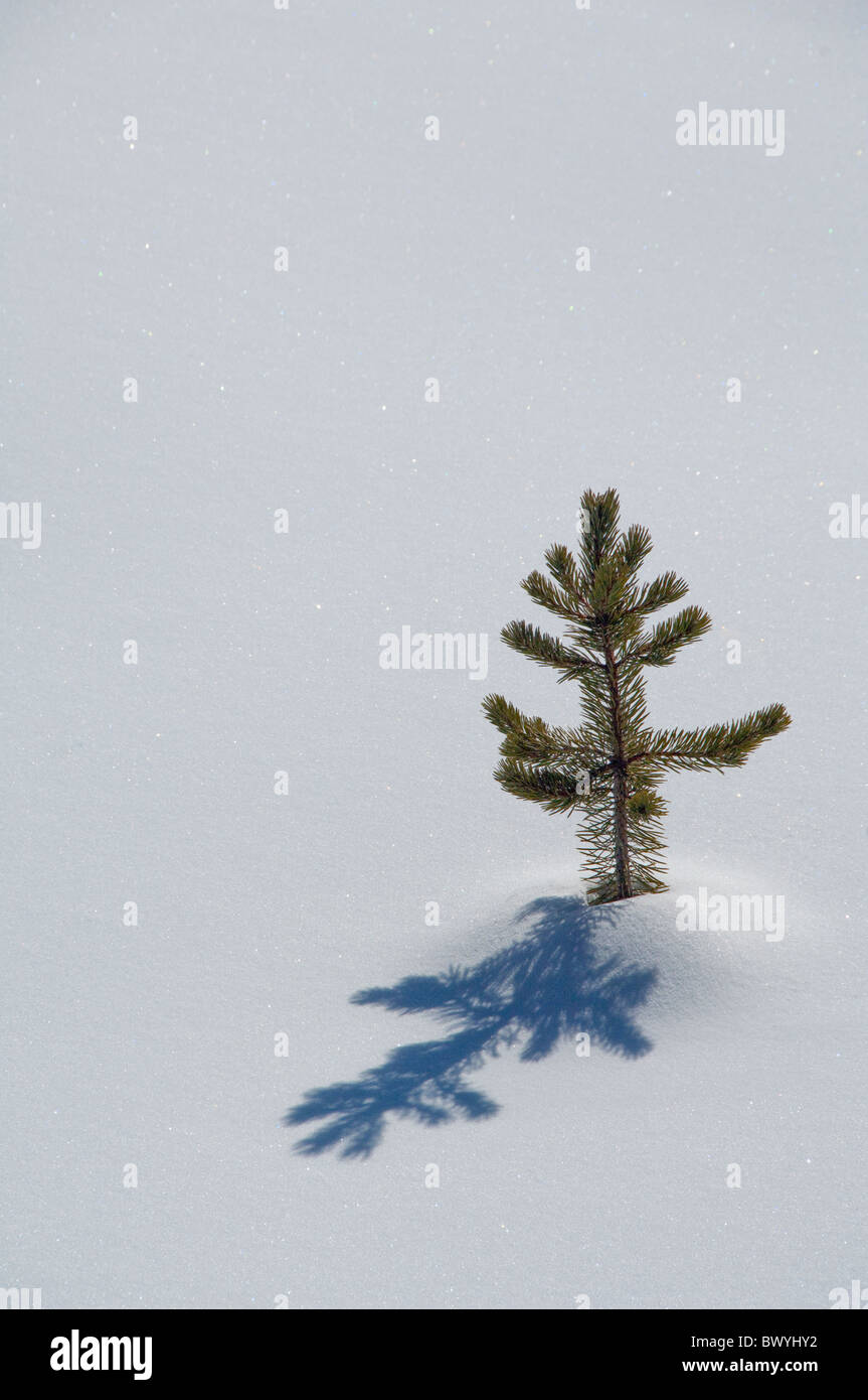 USA, Wyoming. Yellowstone-Nationalpark im Winter. Einsamer Baby Kiefer im Schnee. Stockfoto