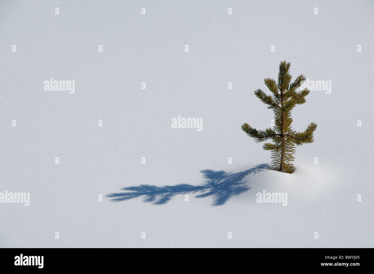 USA, Wyoming. Yellowstone-Nationalpark im Winter. Einsamer Baby Kiefer im Schnee. Stockfoto