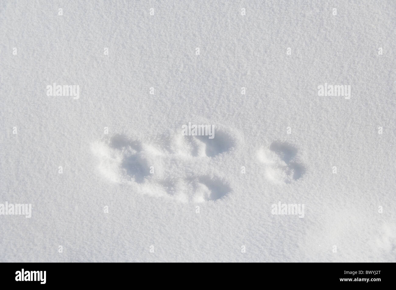 USA, Wyoming. Yellowstone-Nationalpark, West Thumb Geyser Basin. Schneeschuh-Hasen Spuren im Schnee. Stockfoto