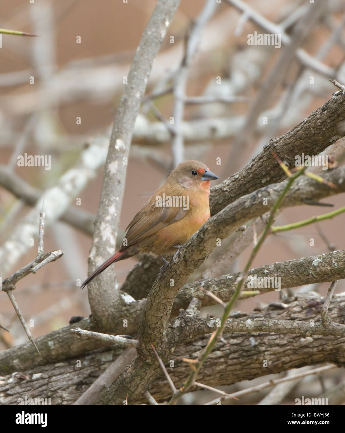 Jameson Firefinch Logonosticta Rhodopareia Krüger Nationalpark in Südafrika Stockfoto