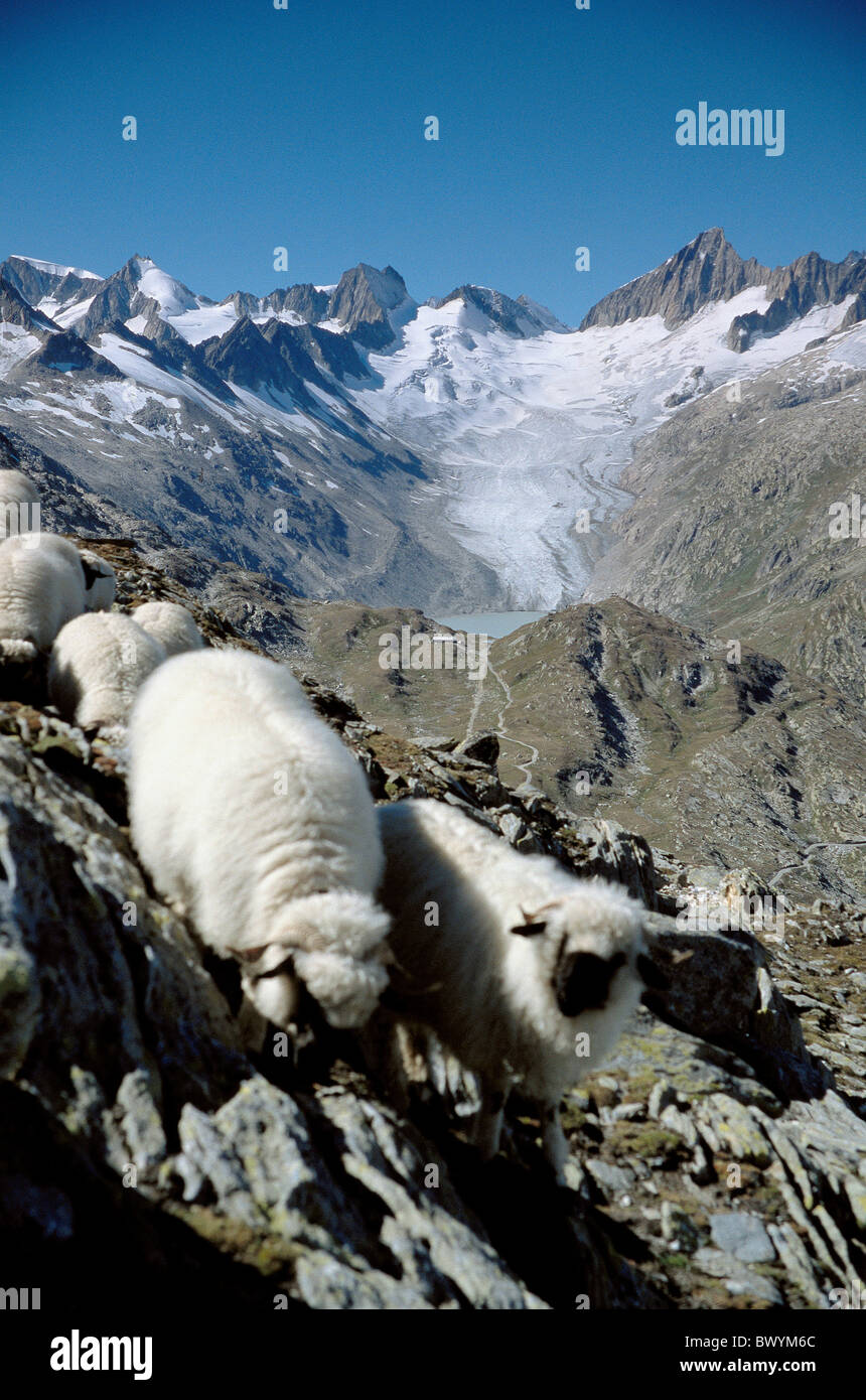 Herde Schafe Wallis schwarze Nasen Schaf Berge der Schweiz Europa Walliser Oberaargebiet Alpen Tiere Tiere s Stockfoto