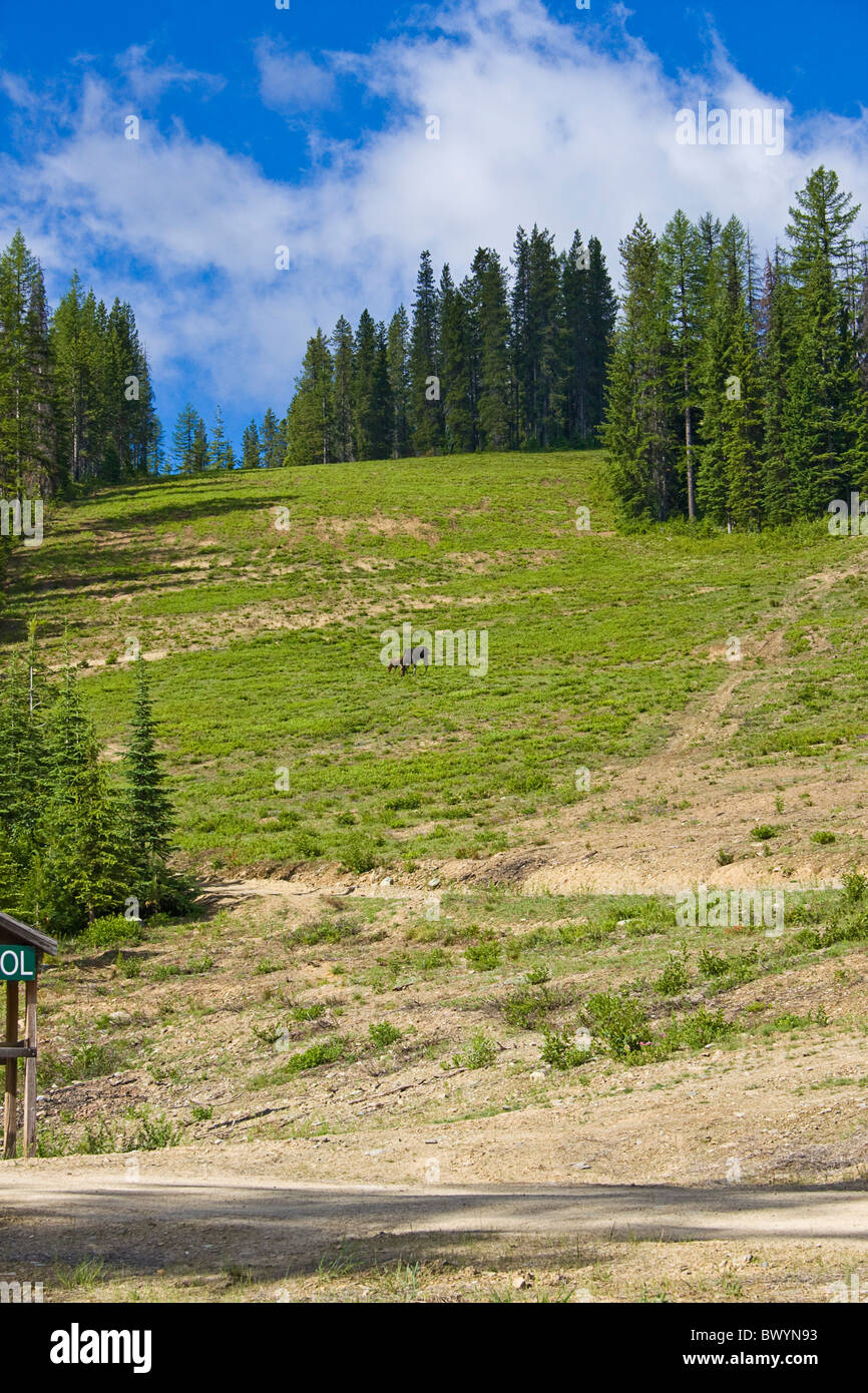 Mutter Moose und juvenile grasen auf dem Rasen wachsen auf Loipe am Lookout Mountain Ski Resort, Idaho, USA. Stockfoto