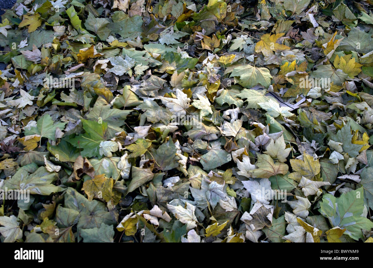 Herbstlaub verlässt Bild füllen Boden Natur Stockfoto