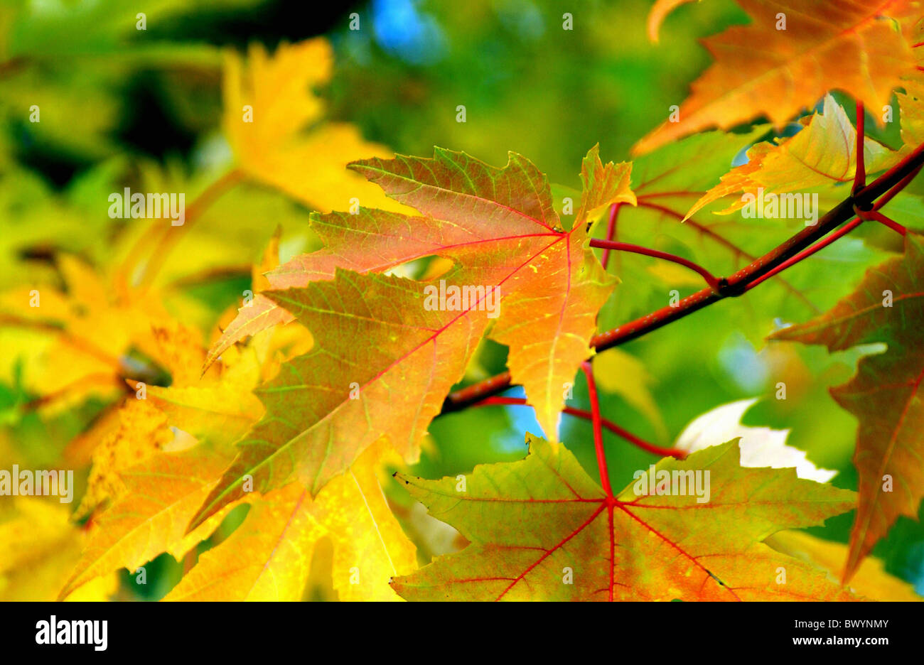 Im Herbst Zweige Detail verlässt Ahorn Natur Stockfoto