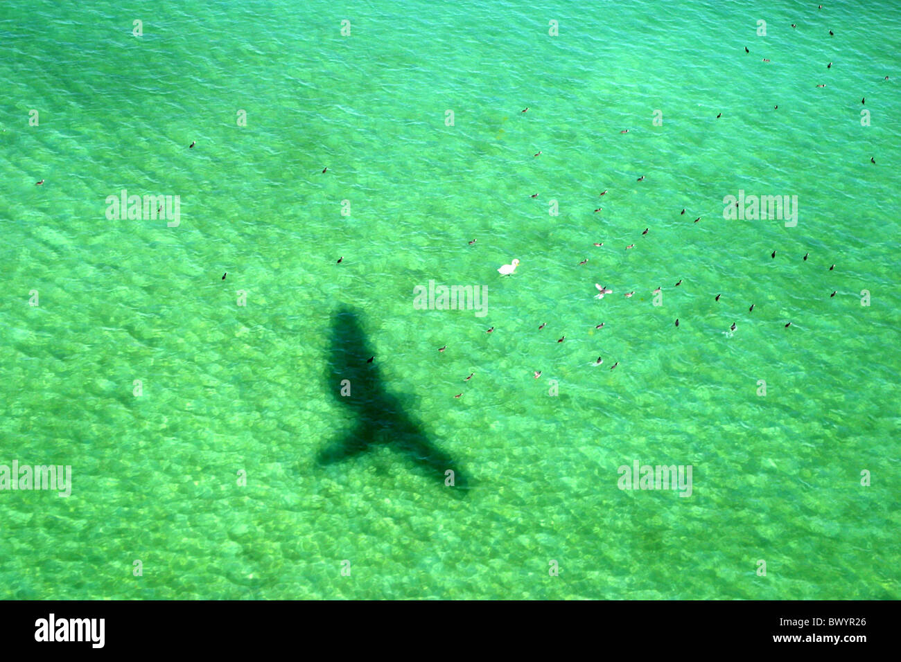 Flugzeug Tier Wasservögel Vögel See Schatten Schatten werfen Ultralightly Ultrasimply Wasser-Wasser Stockfoto