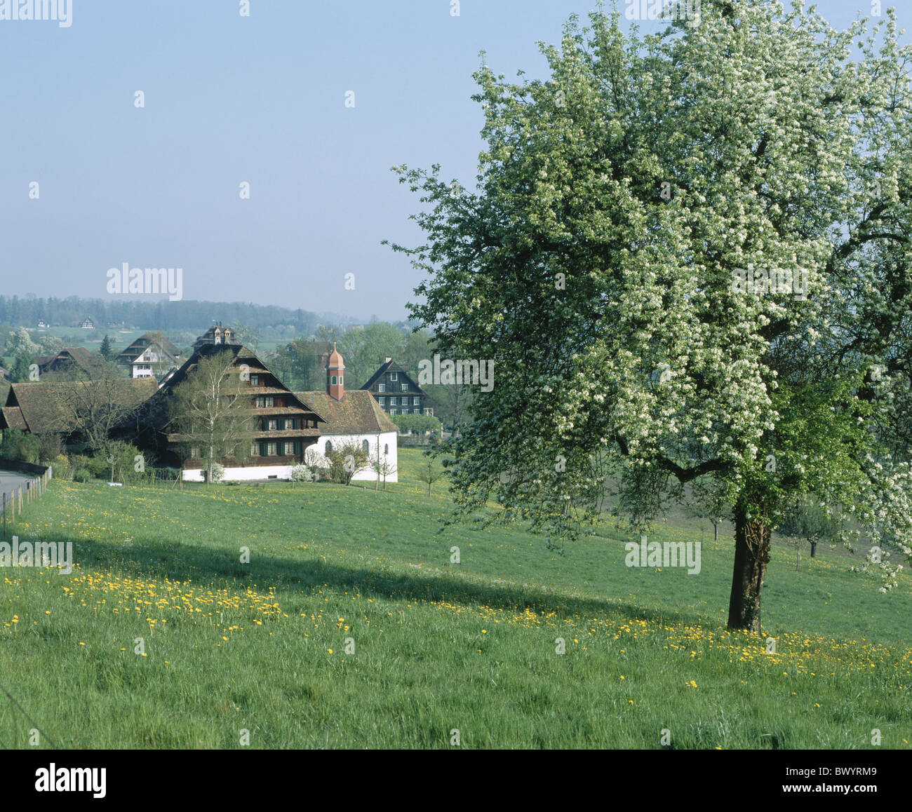 Bauernhäuser Baum Dorf Frühling Kanton Zug Kapelle Obstbaum-Risch Schweiz Europa Weiler Stockfoto