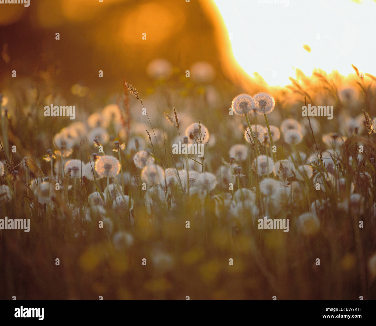 Löwenzahn Blätterteig Blumen Wiese Dämmerung Twilight Stimmung Widerrist Stockfoto