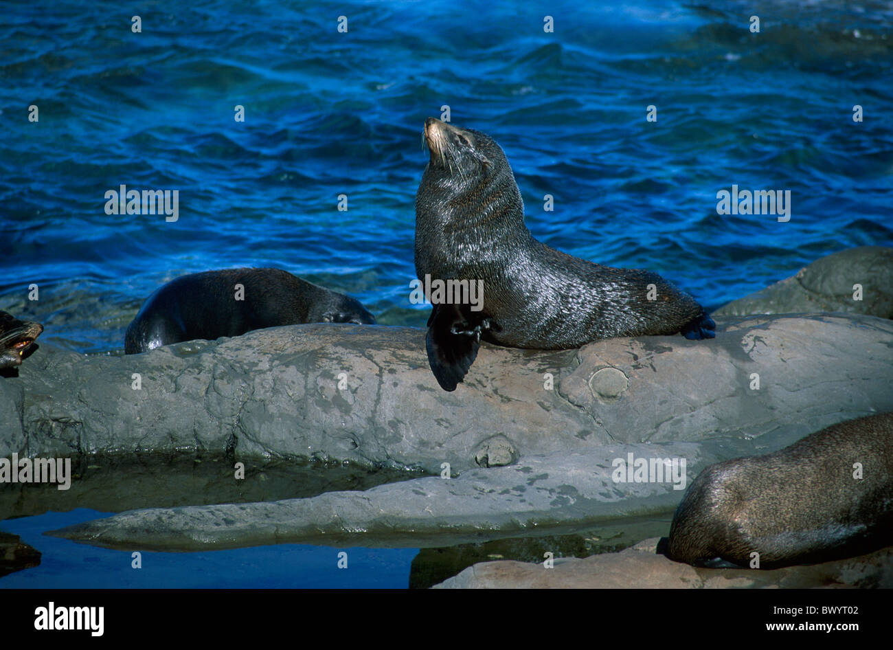 Tier Arctocephalus Forsteri Unterstützung Küste helfen Mond BayKaikoura New Zealand Felsenmeer Dichtung C Stockfoto Tier Arctocephalus Forsteri Unterstützung Küste helfen Mond BayKaikoura New Zealand Felsenmeer Dichtung C Stockfoto