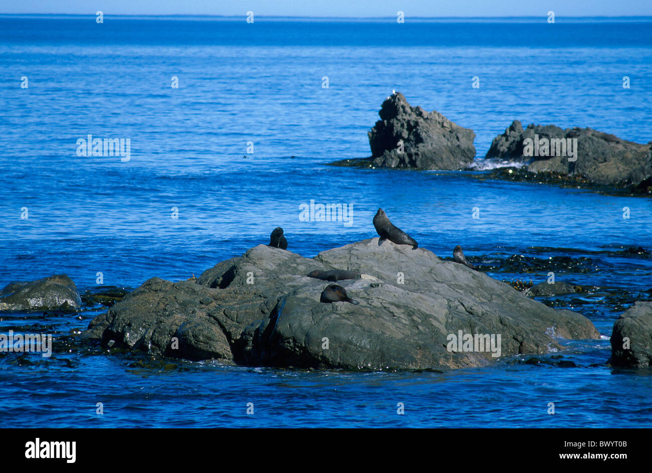 Tier Arctocephalus Forsteri Unterstützung Küste helfen Mond BayKaikoura New Zealand Felsenmeer Dichtung C Stockfoto Tier Arctocephalus Forsteri Unterstützung Küste helfen Mond BayKaikoura New Zealand Felsenmeer Dichtung C Stockfoto