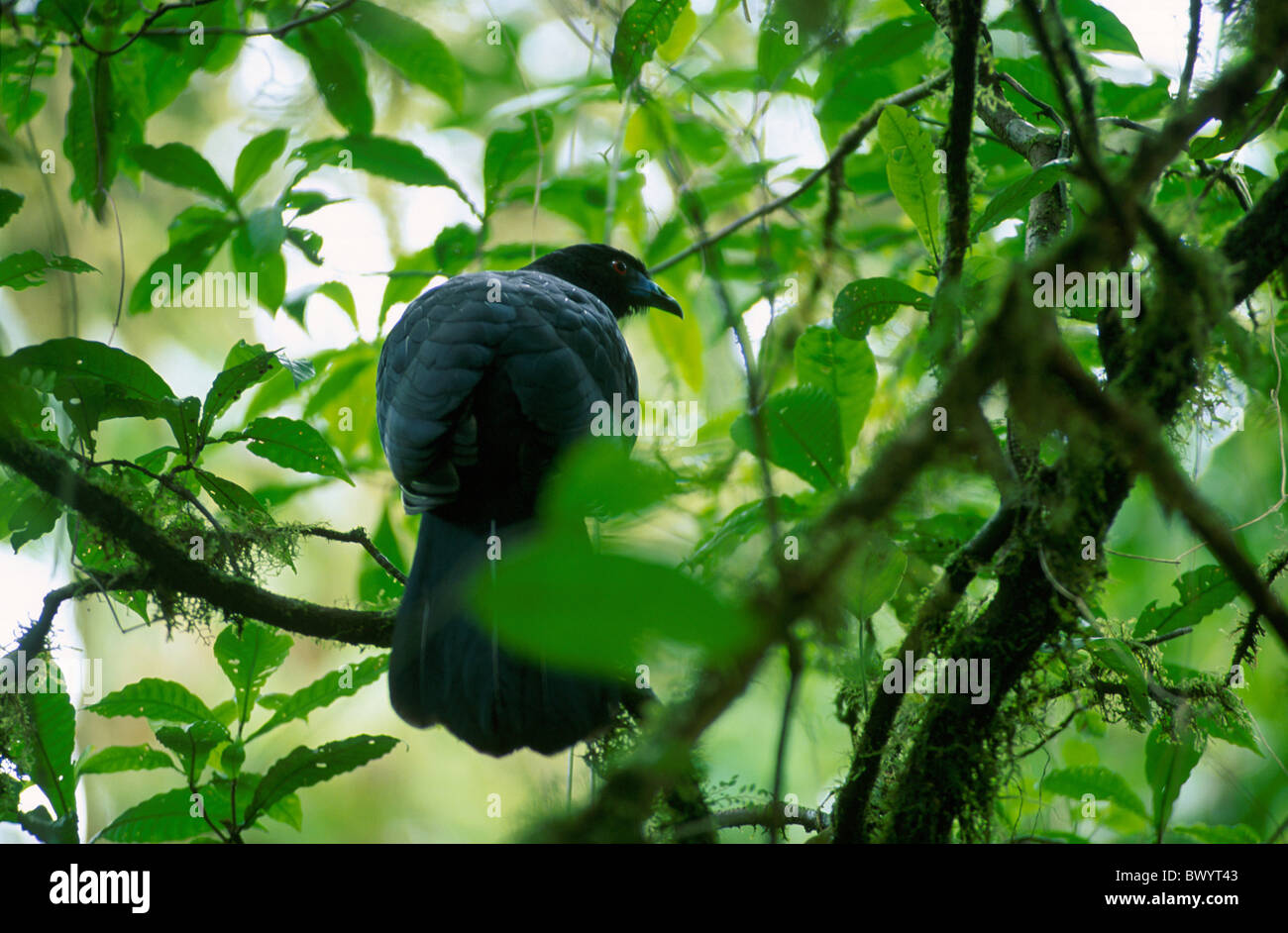 Tier Tiere Vogel Vögel schwarz Nebelwald Reserva Santa Helena Costa Rica Mittelamerika Natur primeva Stockfoto