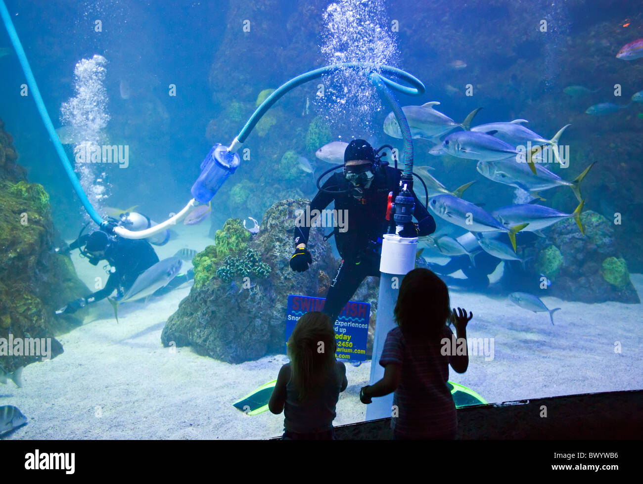 Denver, Colorado - Besucher in ein Unterwasser-Tunnel in das Downtown Aquarium beobachten eine Taucher Reinigung das Aquarium. Stockfoto