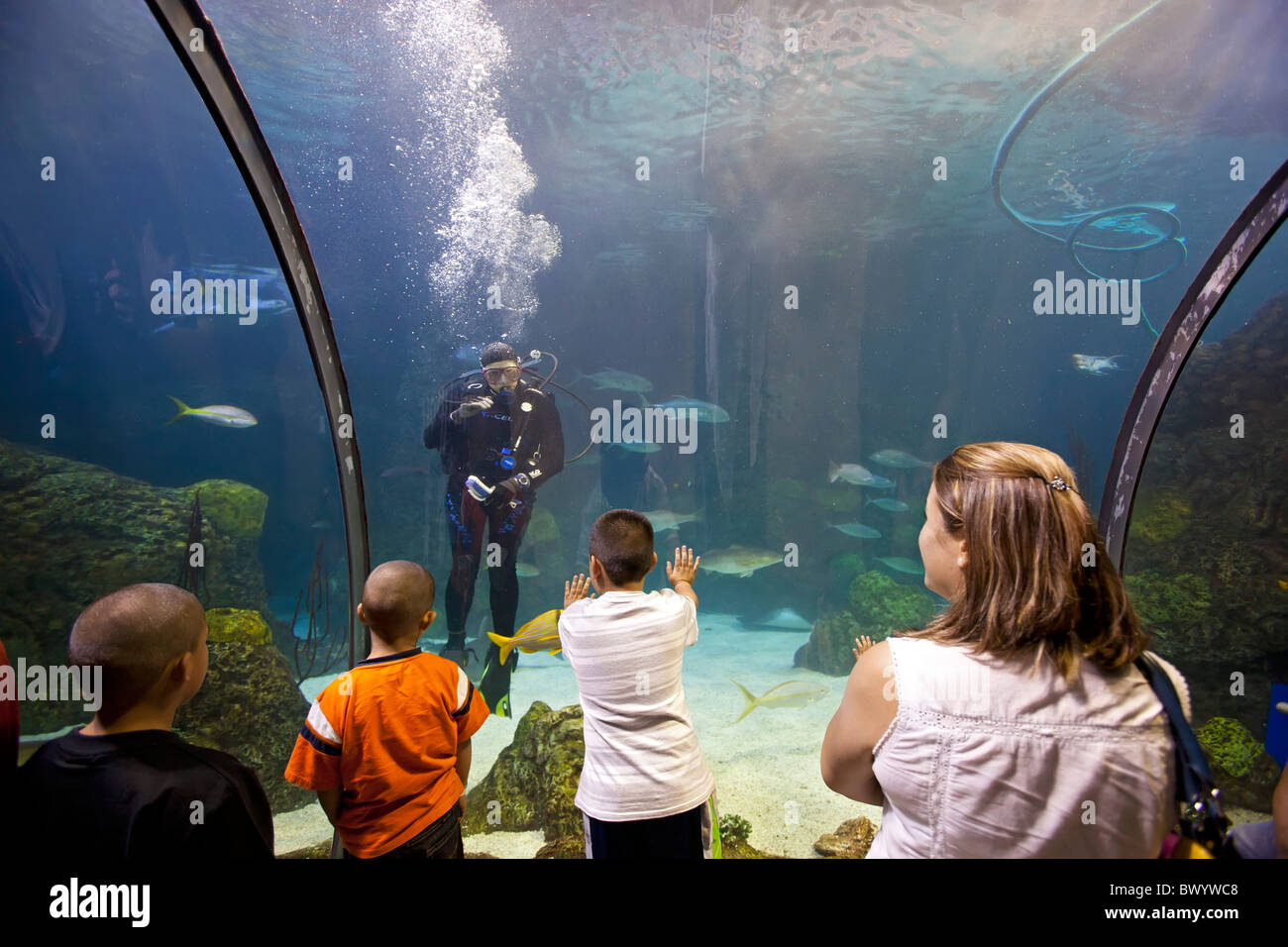 Denver, Colorado - Besucher in ein Unterwasser-Tunnel in das Downtown Aquarium beobachten ein jeden Tauchers. Stockfoto