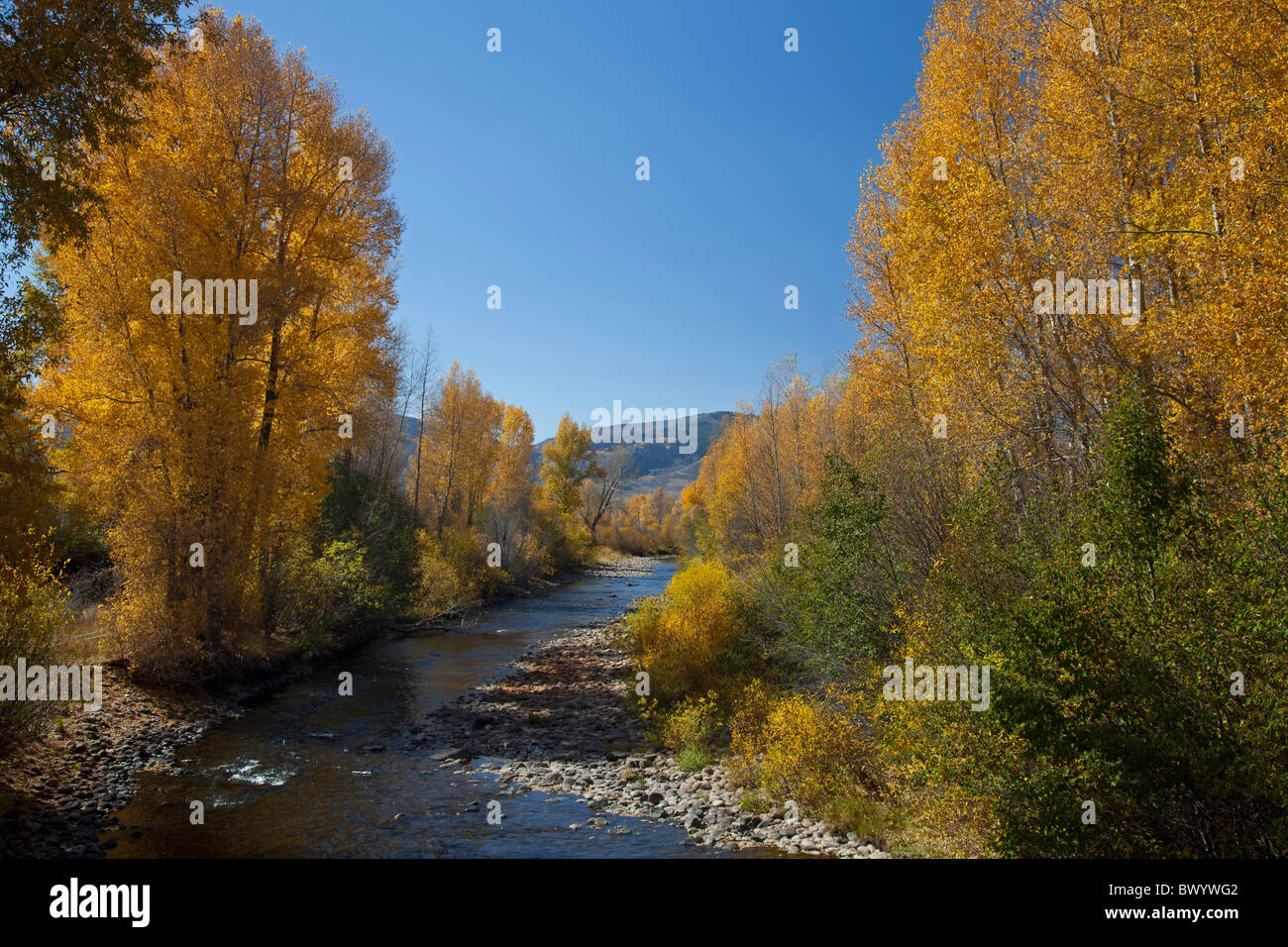 Granby, Colorado - Espen entlang dem Fraser River im Herbst. Stockfoto