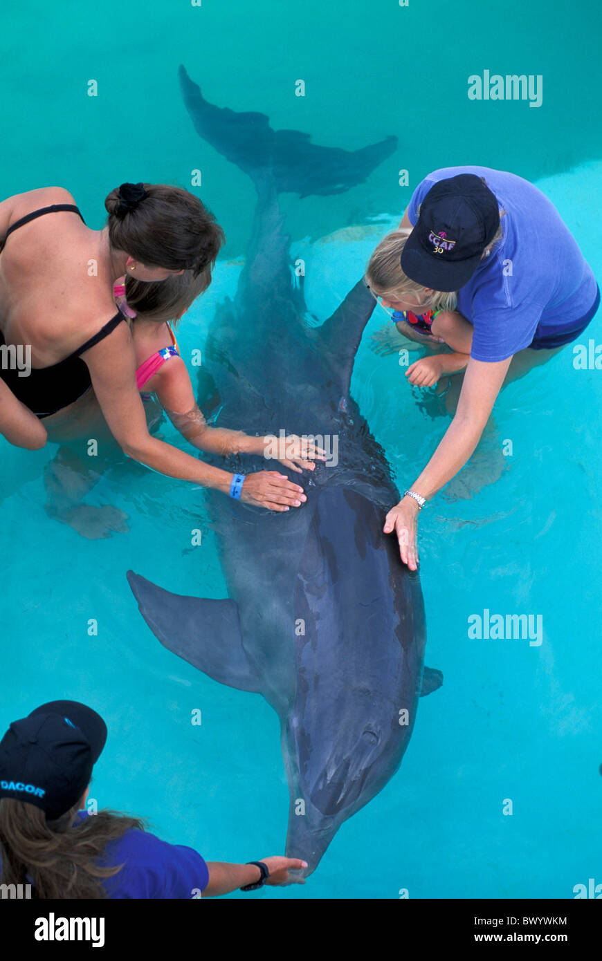 Tier Tiere Kinder Delphin Grand Bahama Bahamas Medizin Psychologie Sanctuary Bay Schlaganfall Verarbeitung Stockfoto