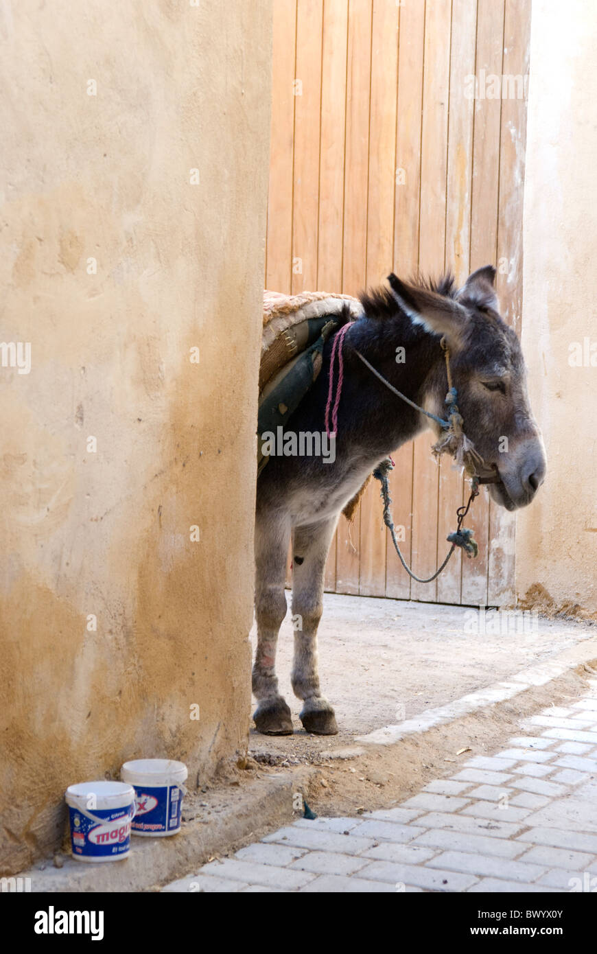 Medina (Altstadt) von Fez, Marokko. Esel. Stockfoto