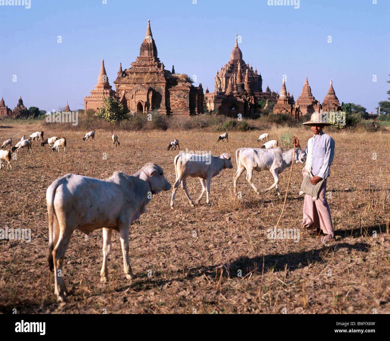 Käfig Burma Asien Buddhismus Burma Schäferhund Kühe Kultur Kulturstätte Bagan Mann Myanmar kein Model release re Stockfoto