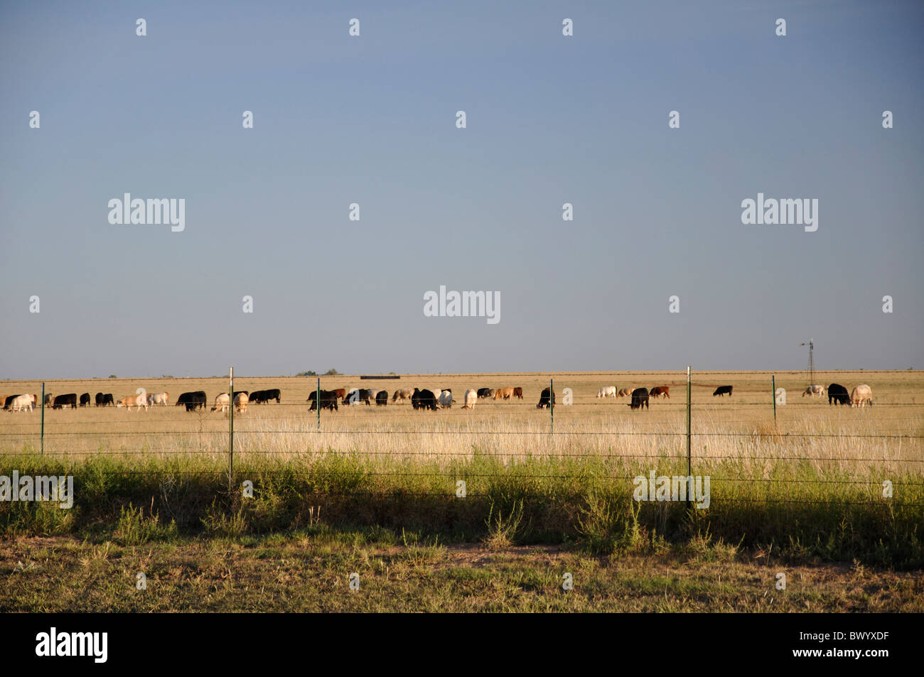 Texas-Ranch mit Kühen, USA Stockfoto