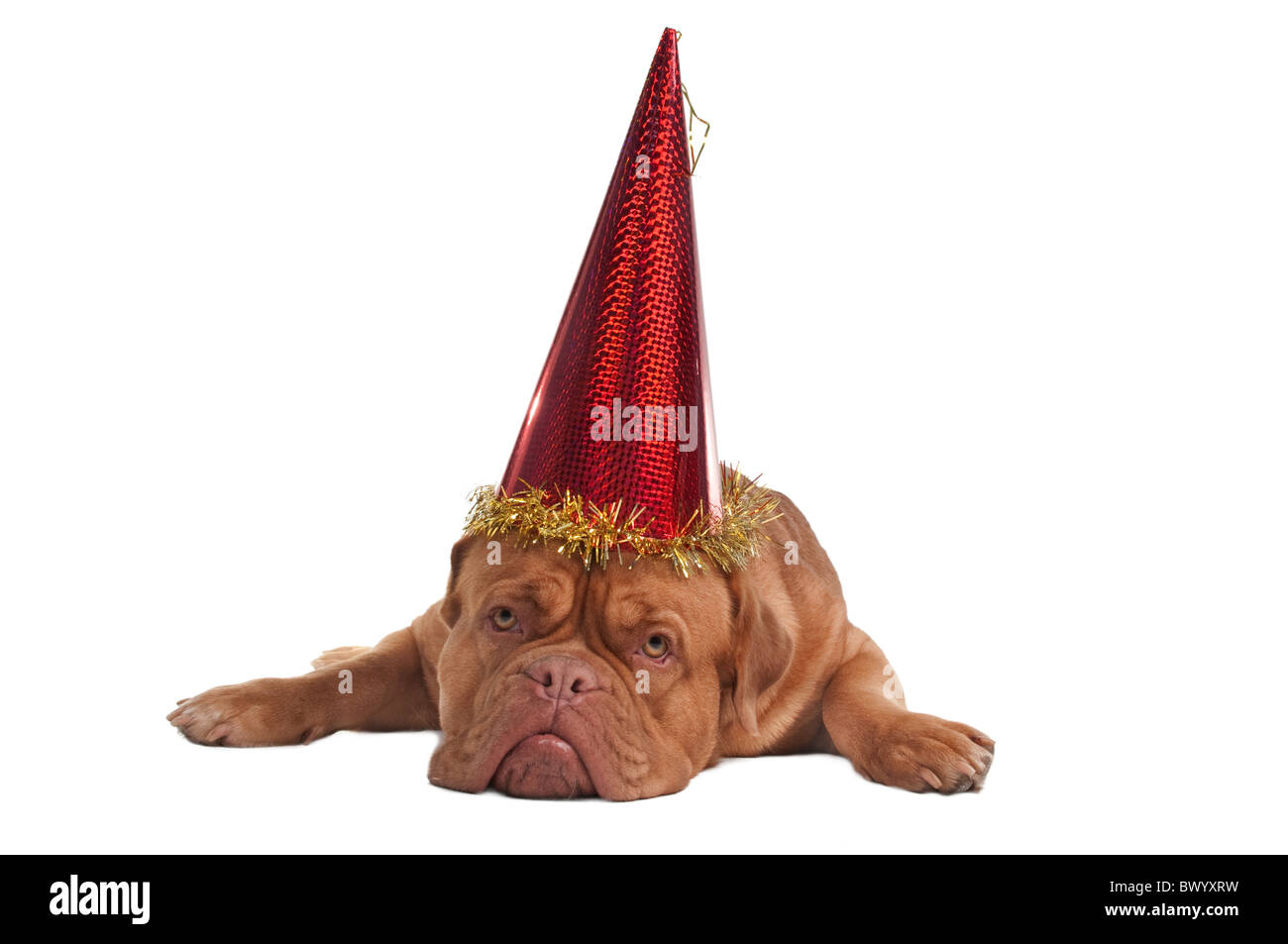 Hund-Porträt mit roter Partyhut Stockfoto